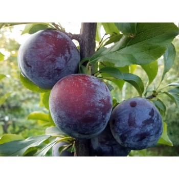 Слива Лери Энн