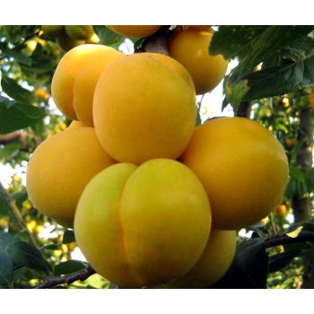 Слива Лодва