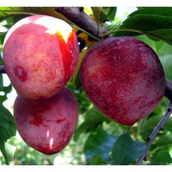 Слива Ред Харт