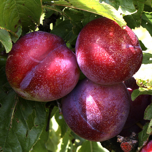 Слива Руби Кранч 