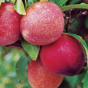 Слива Старкинг Делишес