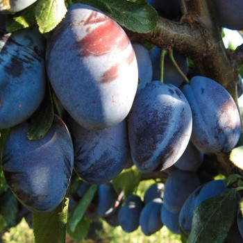 Слива Венгерка Белорусская