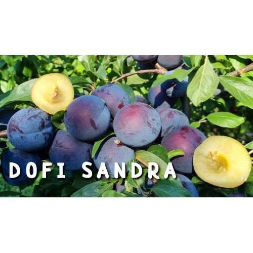 Слива  Дофи Сандра (Dofi Sandra)