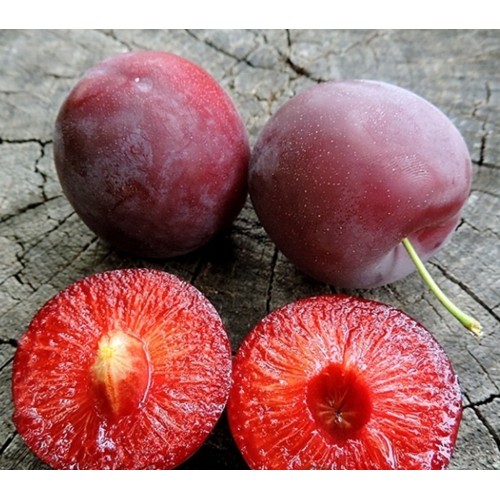 Слива Старкинг Делишес (Starking Delicious)