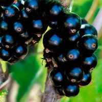 Смородина Биг Бен 