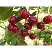 Вишня Ласуха