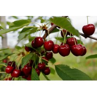 Вишня Память Еникеева