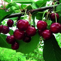 Вишня Живица