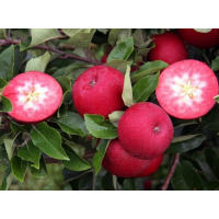 Яблоня Рэд Пэшн